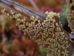 Attēlu rezultāti vaicājumam “Oligonema favogineum plasmodium”