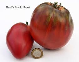 Afbeeldingsresultaat voor black oxheart tomato