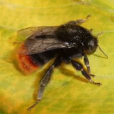 Attēlu rezultāti vaicājumam “Bombus lapidarius”