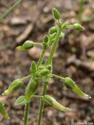 Attēlu rezultāti vaicājumam “Craterium minutum stalked”