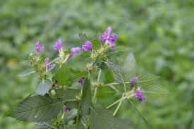 Attēlu rezultāti vaicājumam “Galeopsis bifida flower”