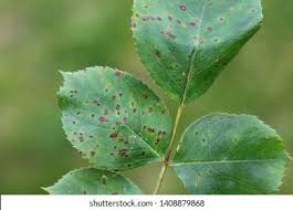 Attēlu rezultāti vaicājumam “Phragmidium sp.”