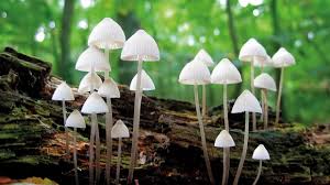 Attēlu rezultāti vaicājumam “fungi”