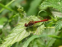 Attēlu rezultāti vaicājumam “Sympetrum sanguineum male”
