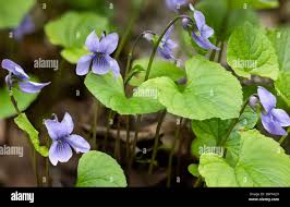 Attēlu rezultāti vaicājumam “Viola epipsila flower”