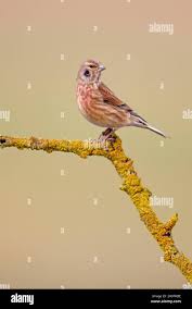 Attēlu rezultāti vaicājumam “Carduelis cannabina adult”