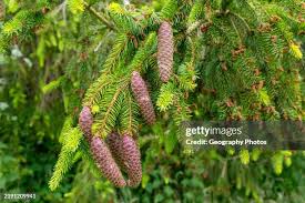 Attēlu rezultāti vaicājumam “Picea abies leaf”
