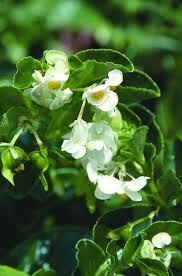 Image result for Begonia cucullata var. Hookeri