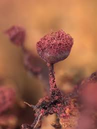 Attēlu rezultāti vaicājumam “Cribraria purpurea macro”