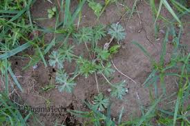 Attēlu rezultāti vaicājumam “Geranium dissectum leaf”