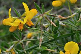 Attēlu rezultāti vaicājumam “Lotus corniculatus”