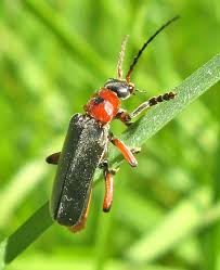 Attēlu rezultāti vaicājumam “Dasytes caeruleus imago”