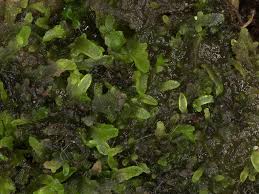 Attēlu rezultāti vaicājumam “Riccardia incurvata”