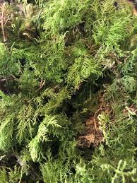 Attēlu rezultāti vaicājumam “Thuidium delicatulum”