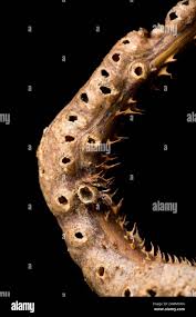 Attēlu rezultāti vaicājumam “Diastrophus rubi”