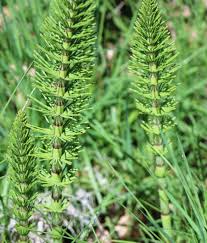 Attēlu rezultāti vaicājumam “Dipsacaceae”