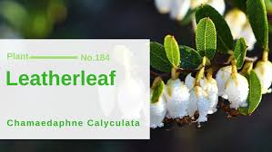 Attēlu rezultāti vaicājumam “Chamaedaphne calyculata fruit”