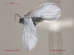 Attēlu rezultāti vaicājumam “Coniopterygidae”