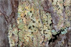 Attēlu rezultāti vaicājumam “Chaenotheca ferruginea”