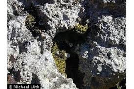 Attēlu rezultāti vaicājumam “Gyroweisia tenuis”