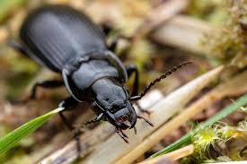 Attēlu rezultāti vaicājumam “Pterostichus niger”