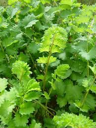 Image result for Sanguisorba minor