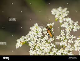 Attēlu rezultāti vaicājumam “Chrysanthia geniculata”
