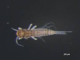 Attēlu rezultāti vaicājumam “Leptophlebia nebulosa”