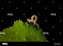 Attēlu rezultāti vaicājumam “Erannis defoliaria larva”