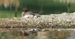 Attēlu rezultāti vaicājumam “Mergus serrator female”