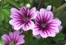 Image result for Malva sylvestris 'Zebrina'