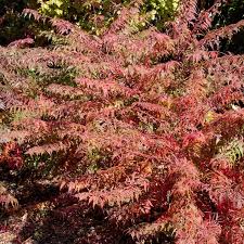Attēlu rezultāti vaicājumam “Rhus typhina leaf”