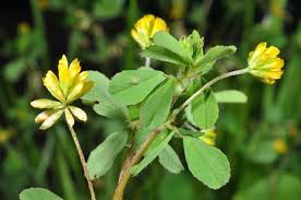 Attēlu rezultāti vaicājumam “Trifolium dubium”