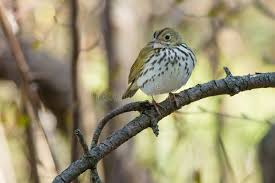 Image result for Seiurus aurocapilla