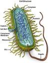 http://www.beltina.org/pics/bacteria.jpg