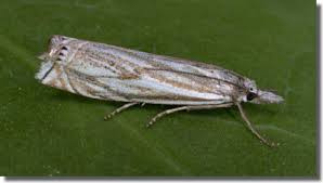 Attēlu rezultāti vaicājumam “Crambus lathoniellus”