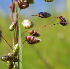 Attēlu rezultāti vaicājumam “Briza media fruit”