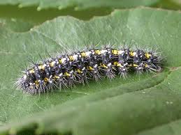 Attēlu rezultāti vaicājumam “Callimorpha dominula imago”