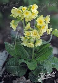 Image result for Primula elatior