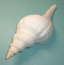 Image result for Triplofusus giganteus