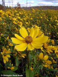 Attēlu rezultāti vaicājumam “Bidens cernua flower”
