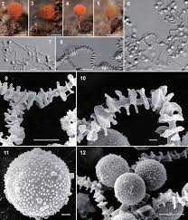 Attēlu rezultāti vaicājumam “Arcyria affinis spores”