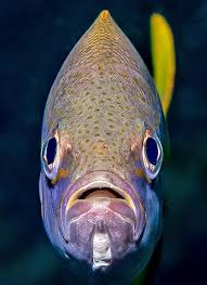 Image result for Ocyurus chrysurus