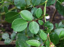 Attēlu rezultāti vaicājumam “Rosa subcanina leaf”