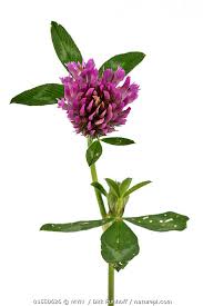 Attēlu rezultāti vaicājumam “Trifolium pratense”