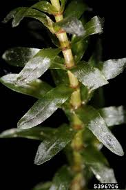 Attēlu rezultāti vaicājumam “Elodea canadensis leaf”