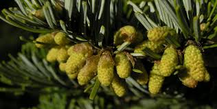 Attēlu rezultāti vaicājumam “Abies veitchii”