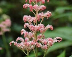 Attēlu rezultāti vaicājumam “xComagaria rosea  flower”
