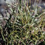 Attēlu rezultāti vaicājumam “Carex capillaris fruit”