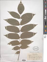 Attēlu rezultāti vaicājumam “Juglans cinerea”